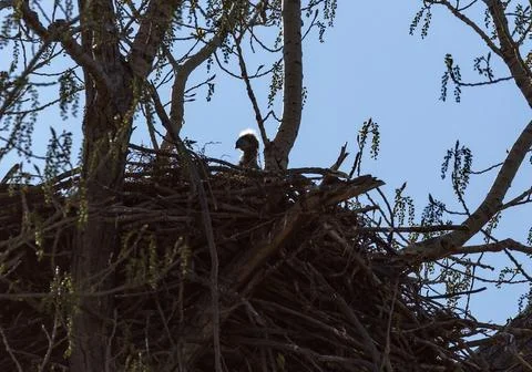 Bale Eagle Eaglet Silhouette in Nest on Tree Fotos de archivo