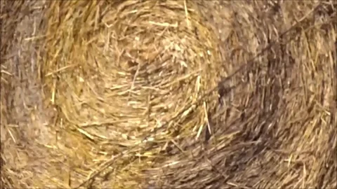 Bale grass Stock Footage 284539540