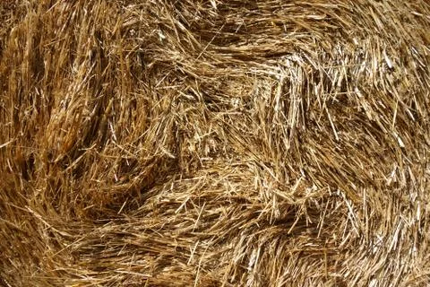 Bale of hay, closeup Stock Photos