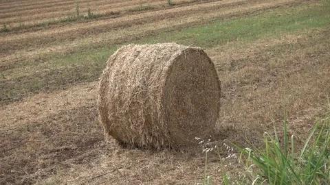 Bale of hay in the meadow Stock Footage