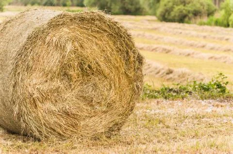 Bale of hay Stock Photos