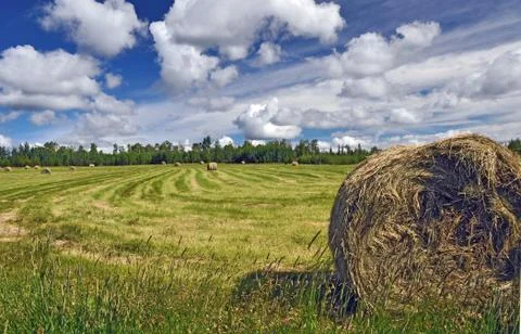Bale of hay on ranch Foto stock