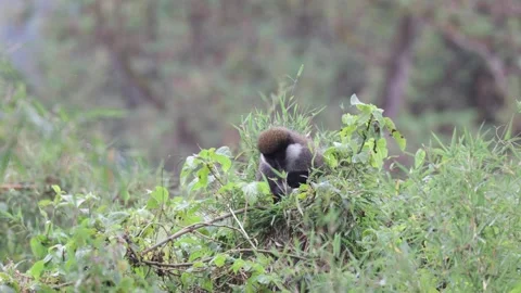 Bale Monkey group sit in tree canopy feeding on bamboo Stock Footage 257866114