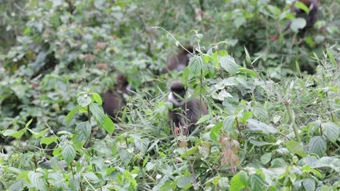 Bale Monkey group sitting in forest canopy feeding on bamboo to warning call Stock Footage 261268039