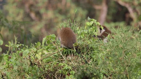 Bale Monkey group in tree feeding on bamboo on a sunny day Stock Footage 258541333