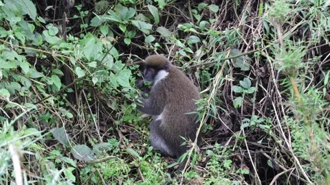 Bale Monkey sit in on ground feeding on bamboo to the sound of warning call Stock Footage 261268095