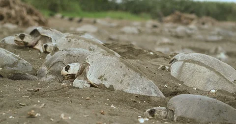 Bale of sea turtles lying on the beach 스톡 동영상 109361666