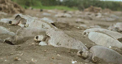 Bale of sea turtles lying on the beach Stock Footage 109362053