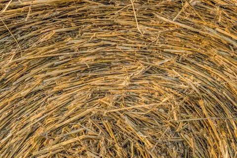 Bale of straw close-up. Vegetable texture roll of hay. Stock Photos