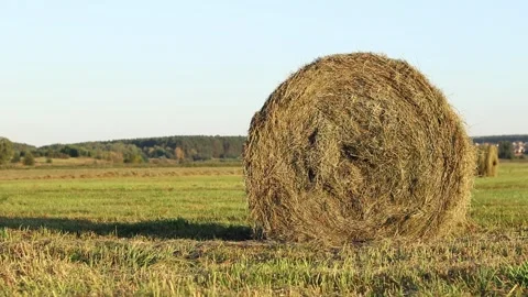 A bale of straw in the field, close-up. Straw close-up collected in round bales Stock Footage 317012990