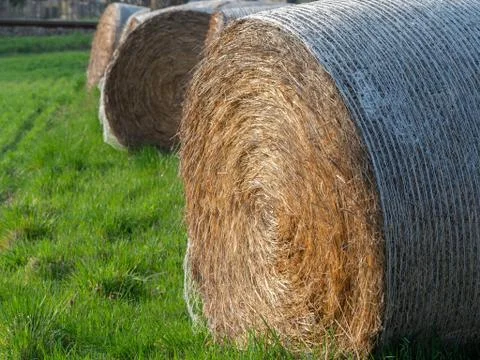 Bale of straw in meadow Foto stock