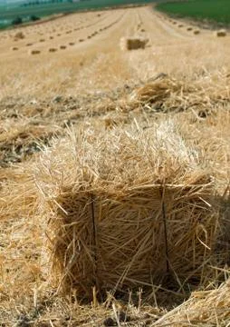 Bale of straw Foto stock