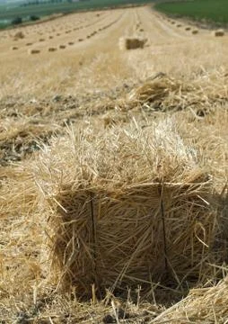 Bale of straw Stock Photos