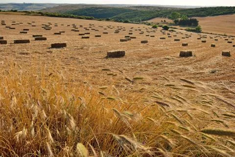 Bale of straw Stock Photos