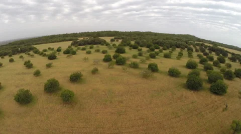 Balearic Nature of Trees and Fields - Aerial Flight, Mallorca Stock Footage 38675485