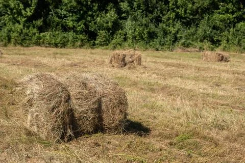 Baled hay closeup Foto stock
