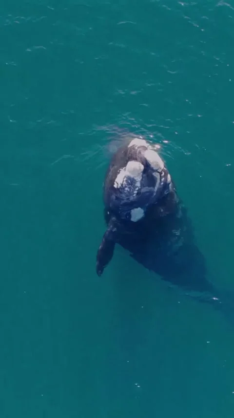 Baleen whale jumping in the ocean 库存影片 333974639