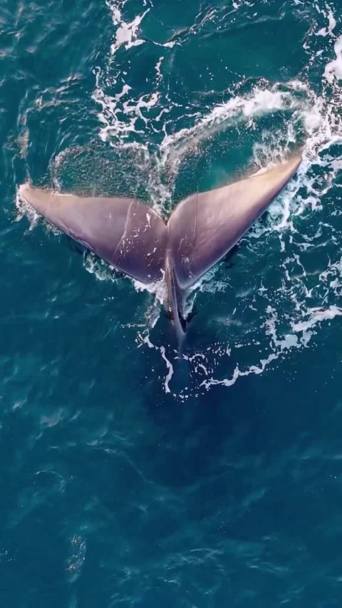 Baleen whale tail in the ocean Vidéo 333974560
