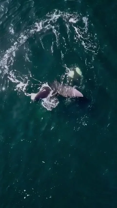 Baleen whale tail in the ocean Stockbeeldmateriaal 333974570