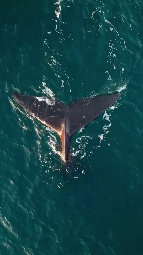 Baleen whale tail in the ocean Vidéo 333974580
