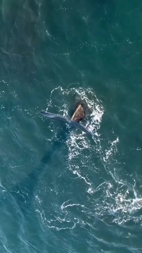 Baleen whale tail in the ocean Vidéo 333974588