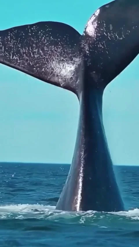 Baleen whale tail in the ocean Stockbeeldmateriaal 333974603