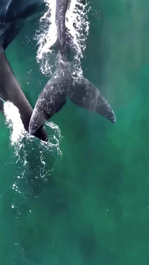 Baleen whale tail in the ocean 库存影片 333974625