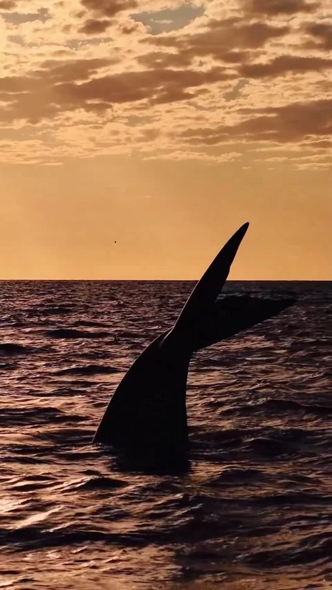 Baleen whale tail at sunset Stockbeeldmateriaal 333974526