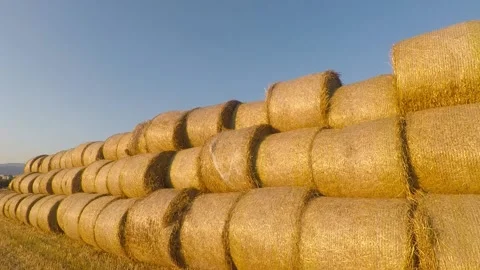 Bales of hay on the field Stock Footage 130212420