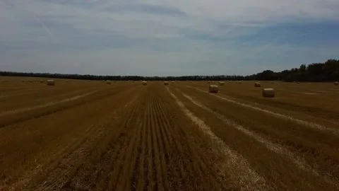 Bales of hay on the field Video stock 137256597