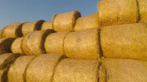 Bales of hay on the field Stock Footage 146656580