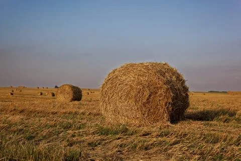Bales of hay in the fields in summer time harvest Stock Photos