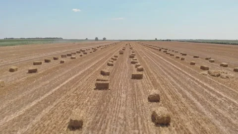 Bales of hay Stock Footage 171567323