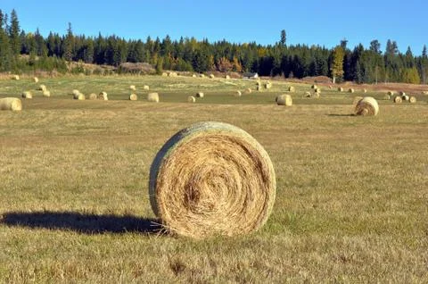 Bales of hay Stock Photos
