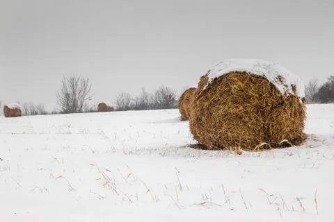 Bales of hay Stock Photos