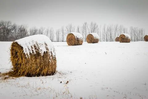 Bales of hay Stock Photos