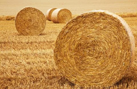 Bales of Hay Stock Photos