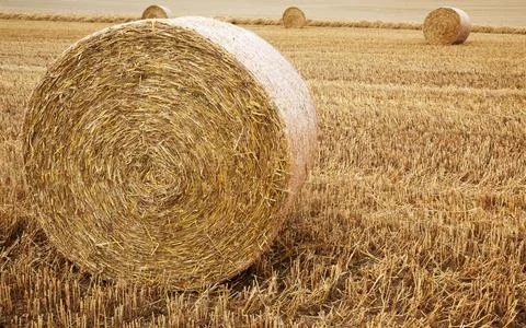 Bales of Hay Stock Photos