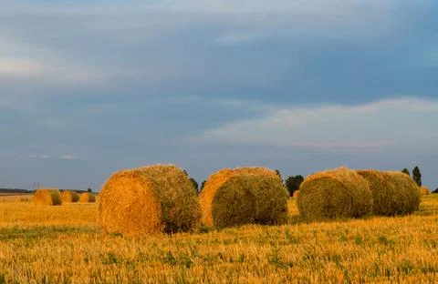 Bales of straw on a compressed field Stock Photos