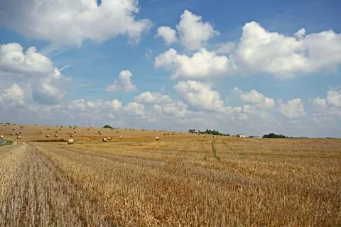 Bales of straw on a field. Stock Photos