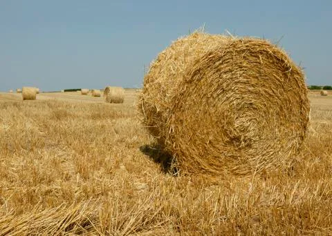 BALES OF STRAW IN FIELD Stock Photos