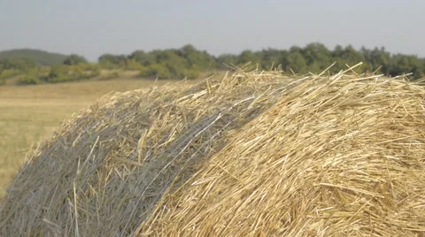 Bales in a wheat field Stock Footage 57189077