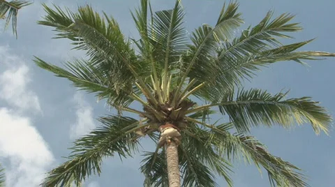Bali 03 Palmtrees Maintanance 2 Stock Footage
