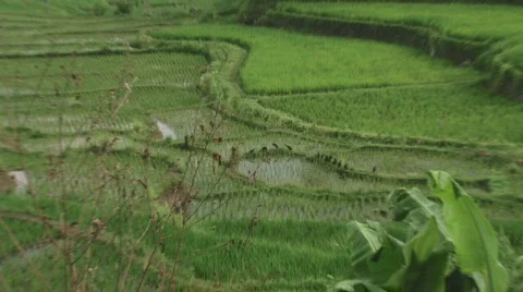 Bali 11 Risefields Stock Footage 515787