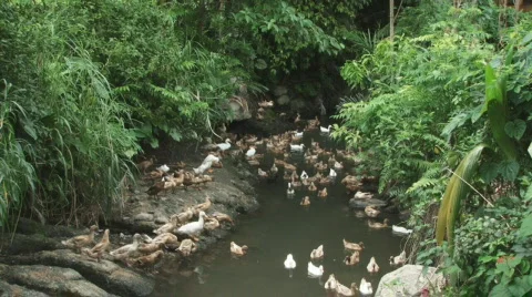 Bali 19 Ducks Stock Footage 515245