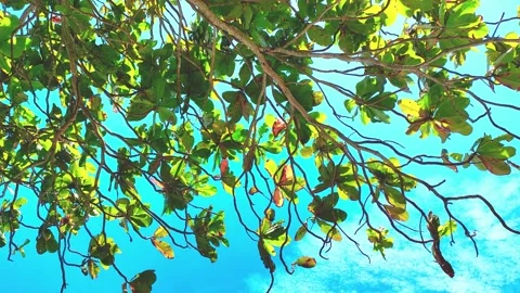Bali 62 Stock Footage 333226990