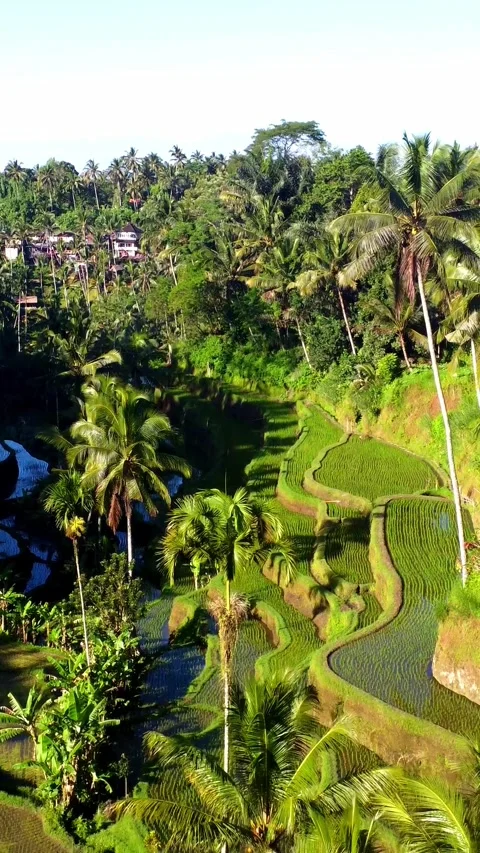 Bali 7 v Stockbeeldmateriaal 334052289
