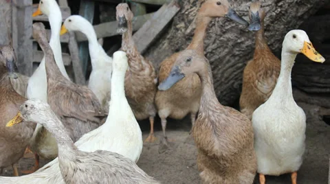 Bali Beach Ducks Stock-Footage 35188255