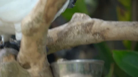 Bali bird park. Stock Footage 112607090
