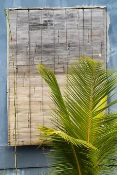 BALI BOTANIC Stock Photos